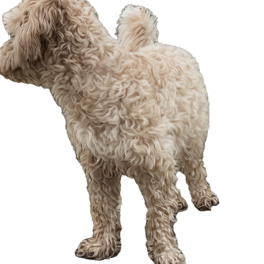 Lovis som tittar in mot innehållet